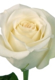 Mount Everest Roses